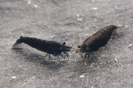 Black Rose/Black Sakura