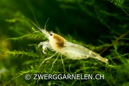 Weisse Bienengarnelen