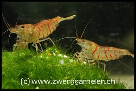 Rote Tigergarnelen