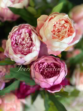 Pivoine la tige de 2 fleurs et un bouton