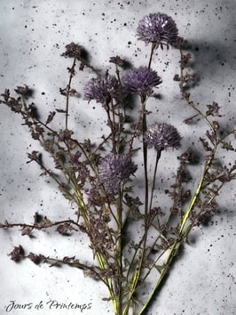 Botte de 5 petits chardons bleus