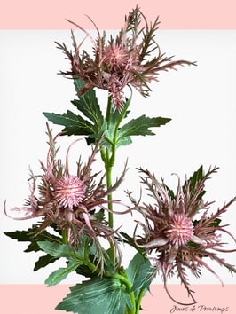 Chardon rose pâle 3 têtes