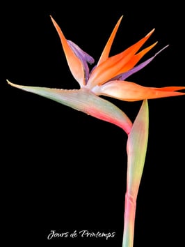 Branche de Strelitzia 80 cm