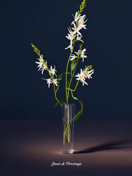 Branche d'asphodèle