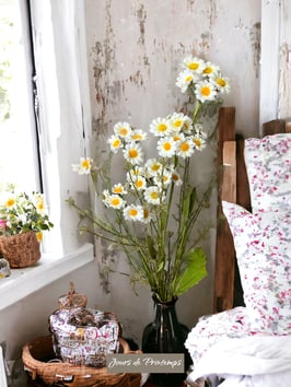 Branche de Camomille