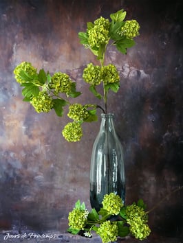 Viburnum  La tige de 5 fleurs