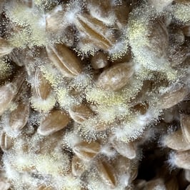 Koji Fermentation