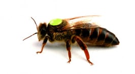 BIENENPATENSCHAFT KÖNIGIN