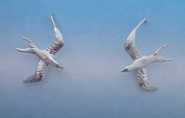 Single Swallow on French Wire SW 1 FW