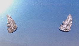 Tiny Fern on Posts - L 14 T ER