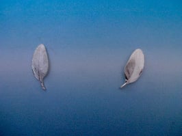 F 4 Small Feather Earring on Posts