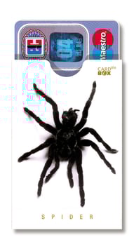 cardbox 009 > Spinne
