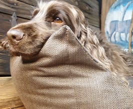 Hundebett 'Bettli de Köbi'