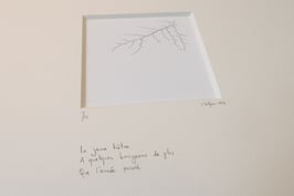 Jeune hêtre - tableaux risoux