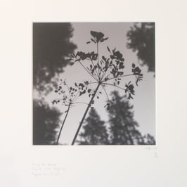 Soir des bécasses - tableaux risoux