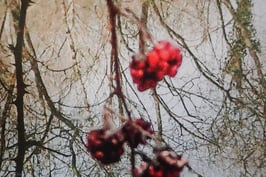 Tableau-haïku - Au bord de l'étang
