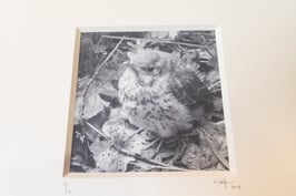 Jeune grive - tableaux risoux