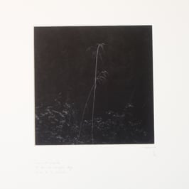 Herbes de la clairière - tableaux risoux