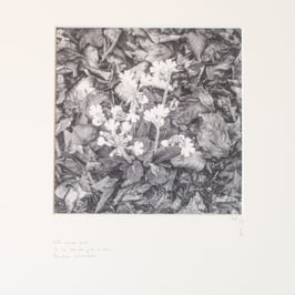 Premières primevères - tableaux risoux