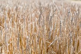 Dinkelmehl Halbweissmehl 1kg