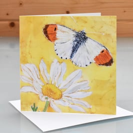 Orange Tip Butterfly & Daisy Art Card