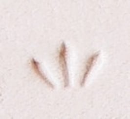 Matoir patte d'oiseau