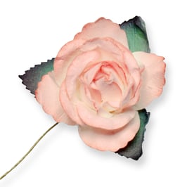 Große Papier Rose peach, 30 Stück