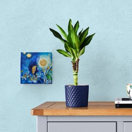 Les oiseaux de soleil 10