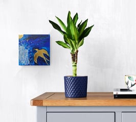 Les oiseaux de soleil 6