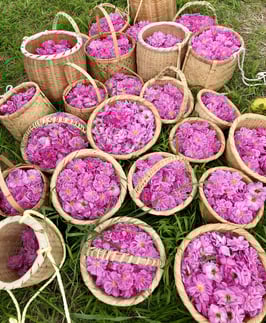 【10】パウダー香「ローズ」