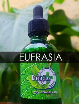 Eufrasia