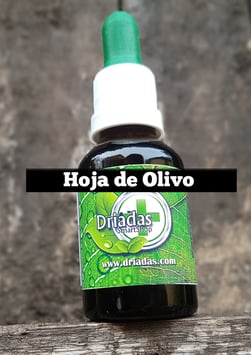 Olivo