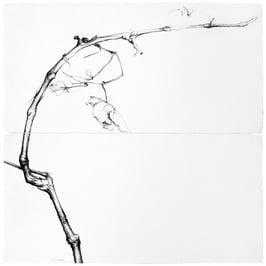 Paco Lagares. Serie desde mi jardín. CEPA