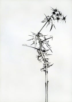 Paco Lagares. Serie Ramas y margaritas