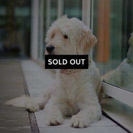 Halsband 'IMA' - mint-neongelb