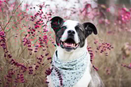 HALSTUCH 'PFLANZERL'