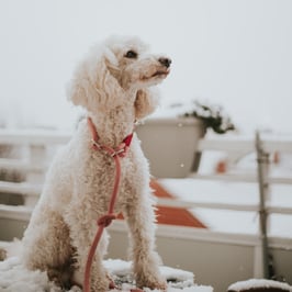 Halsband 'Gligg'-rot