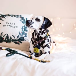 Zug-Stopp-Halsband 'STEGGERLASWALD'