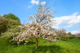 Besitzurkunde über 5 Quadratmeter wertvolles Bienenschutzgebiet im geschützten Biosphärenreservat „Seidenbienenhang“ für die Laufzeit von 12 Monaten. (Sofortiger Download nach Zahlungsbestätigung)