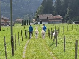 Gutschein für einen Alpaka-Spaziergang
