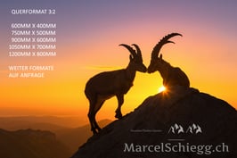 Alu-Dibond-FineArt-Steinbock Art.-Nr. MS8-9453