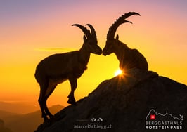 PK-Rotsteinpass/Alpensteinbock-MS8-9453