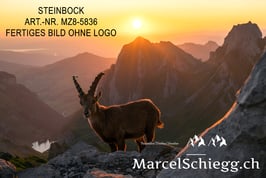 Leinwandbild-Steinbock Art.-Nr. MZ8-5836