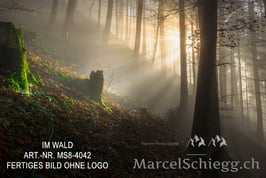 Alu-Dibond-FineArt-Im Wald Art.-Nr. MS8-4042
