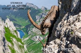 Leinwandbild-Steinbock Art.-Nr. MZ7-7426