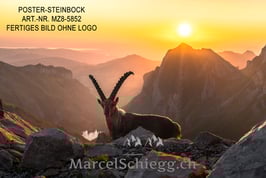 Poster/FineArt Print-Steinbock Art.-Nr. MZ8-5852
