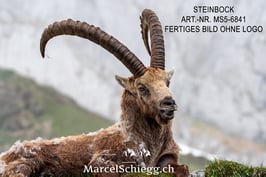 Leinwandbild-Steinbock Art.-Nr. MS5-6841