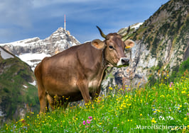 PK-Säntis/Hornkuh-MS8-0382