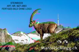 Leinwandbild-Steinbock Art.-Nr. MZ7-2883