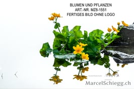 Leinwandbild-Blumen und Pflanzen Art.-Nr. MZ8-1551